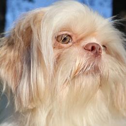 CJ - Shih Tzu