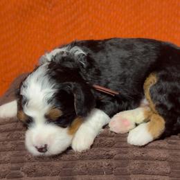 Garnet - Tri-color male Bernedoodle puppy in Bradenton, Florida from Peanut Butter Doodles