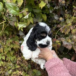 Black tri - Black white and tan male Cocker Spaniel puppy in Oregon from Doc's Cockers