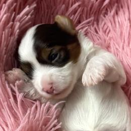 Zulla AKC - Chocolate, tan and white female Yorkshire Terrier puppy in Labelle, Florida from Chocolate and Parti Yorkies in Florida