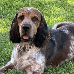 Passat - English Springer Spaniel