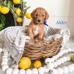 Goldendoodle Puppies from Doodle Love ❤️ Goldendoodle puppies
