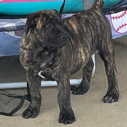 Stormy - Brindle female Boerboel puppy in Guysville, Ohio from Fueled Kennel