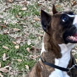 Ruby - Boxer