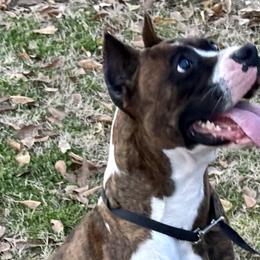 Ruby - Boxer