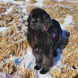Trouble - Newfoundland
