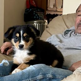 Patsy - Australian Shepherd puppy from Two Nichols Aussies