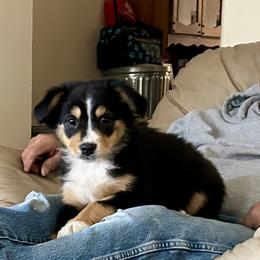 Patsy - Australian Shepherd puppy from Two Nichols Aussies