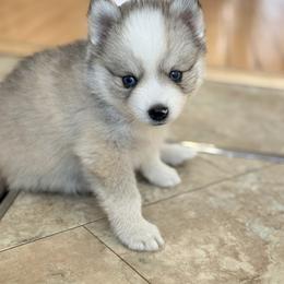 Finn - Wolf sable male Pomsky puppy in Doon, Iowa from Luxury Pomsky