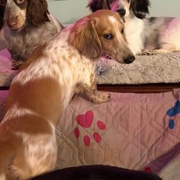 Willy Nelson pet 2500 - Dapple male Dachshund puppy in Irving, Texas from DFW Dachshunds by G & S