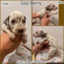 Gojiberry - White and liver brown male Dalmatian puppy in Pocatello, Idaho from High Caliber Dalmatians