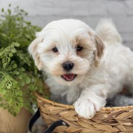 Maltipoo puppies from Grassy Meadow Pups