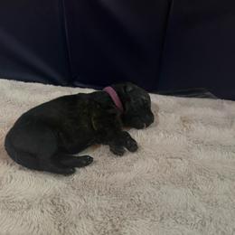 Purple - Sable female German Shepherd puppy in Andalusia, Alabama from Keisha's German Shepherds