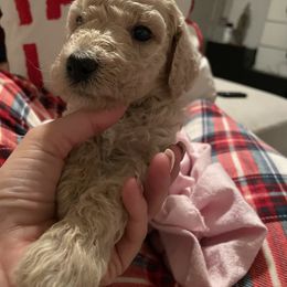 Boy 2 - Poodle puppy in Florida from Reignbow Poodles