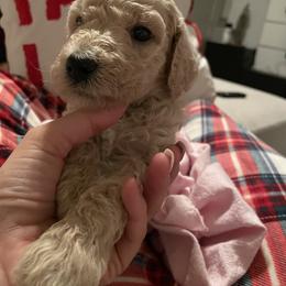 Boy 2 - Poodle puppy in Florida from Reignbow Poodles