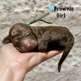 Brownie- Teal Collar - Chocolate female Goldendoodle puppy in Bay City, Texas from Charming Doods