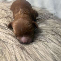 Beau - Red male Cavapoo puppy in Gilbert, Arizona from Cavapoo Lifestyle