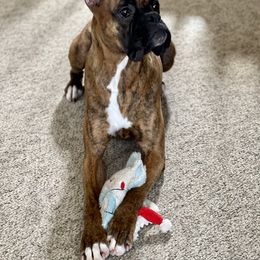 Boxer All Grown Up from Bluegrass Brawn Boxers