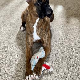 Boxer All Grown Up from Bluegrass Brawn Boxers