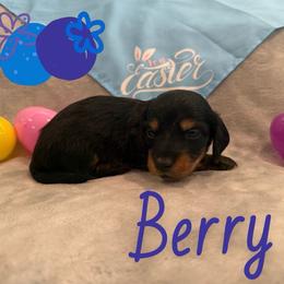 Berry - Black and tan male Dachshund puppy in Groves, Texas from AH Doxies