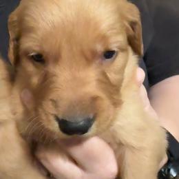 Lava Girl 2 - Dark golden female Golden Retriever puppy in Fort Morgan, Colorado from Golden Girls Kennels, LLC