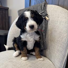 Comet - Tri-color male Bernedoodle puppy in New Market, Virginia from Frosty & Ginger Co Home of Doodles