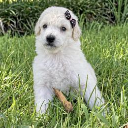 (lil punkin) Black Collar Female - White female Poodle puppy in Screven, Georgia from Dreamland Standard Poodles