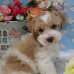 Bingo - Parti male Miniature Schnauzer puppy in Gary, Texas from Beards Little Schnauzers