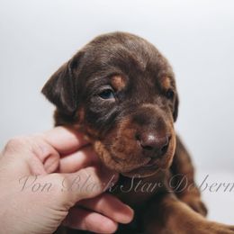 "C litter" Doberman Pinscher Puppies from Black Star Dobermans