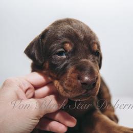 "C litter" Doberman Pinscher Puppies from Black Star Dobermans