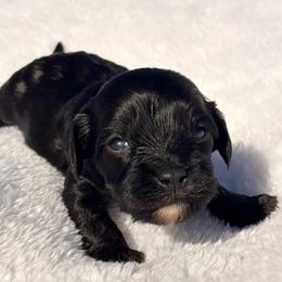 Huckleberry - Black male Cavapoo puppy in El Sobrante, California from Mckendra's Legacy