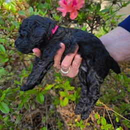 Anna Magdalena - Black female Poodle puppy in Hartselle, Alabama from Phare Poodles