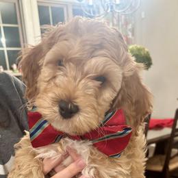 Cockapoo Puppies from Ham’s Cockapoos