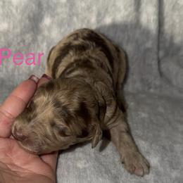 Pear - Merle female Goldendoodle puppy in Richmond, Texas from Harper’s Heartbeats