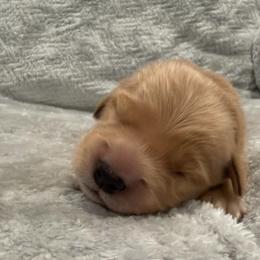 Hades-Blue Collar - Dark golden male Golden Retriever puppy in Monterey, Tennessee from Lawson’s Green Acres Goldens and Mini Dachshunds