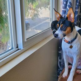 Rat Terrier All Grown Up from So Co Rat Terriers