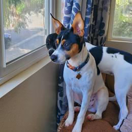 Rat Terrier All Grown Up from So Co Rat Terriers