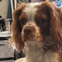 Eva - Cavalier King Charles Spaniel