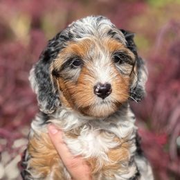 Gardenia (Aussie Bernedoodle) - Blue merle female Bernedoodle puppy in Oregon from Blue Skye Doodles