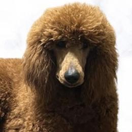 Goldendoodle puppies from The Bruce Farm