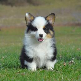 Low Energy Male 2 - Black and tan male Pembroke Welsh Corgi puppy in Kansas City, Missouri from Willow Creek Corgis