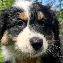 Australian Shepherds from Virginia's Australian Shepherds