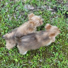 Yorkshire Terrier Puppies from Ronda's Yorkshire Terriers