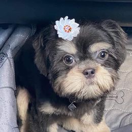 Hel - Shih Tzu
