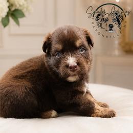 Reese's - Red tri-color female Australian Shepherd puppy in Fultonville, New York from Sandy Aussies & Pomeranians