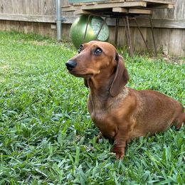 Dachshunds from Hill Country Dachshunds