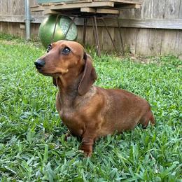 Dachshunds from Hill Country Dachshunds