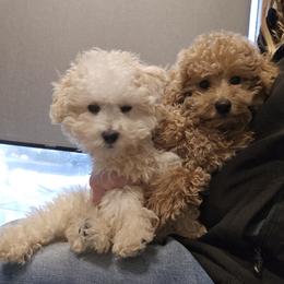 Maltipoo and Poodle Puppies from Cowgirl's Legacy Maltipoos
