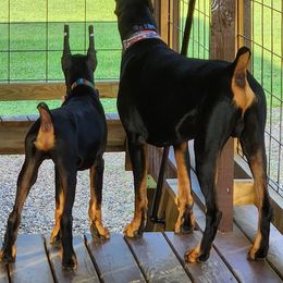 Doberman Pinscher Puppies from Amity Doberman Pinschers