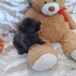 Poodle Puppies from Precious Poodle Babies